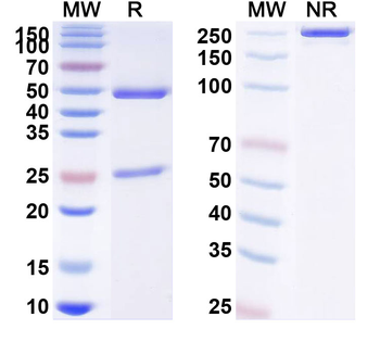 p40/NKSF2 Human Monoclonal Antibody
