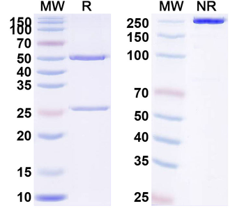 p40/NKSF2 Human Monoclonal Antibody