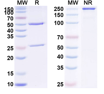 PGF/PlGF/PLGF Human Monoclonal Antibody