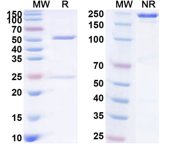 NKG2D/CD314 Human Antibody