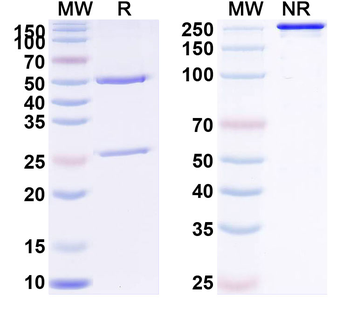 NKG2D/CD314 Human Antibody