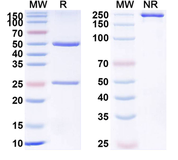 IL15R Human Monoclonal Antibody