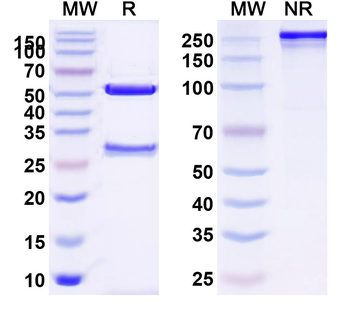 TSHR/LGR3 Human Monoclonal Antibody