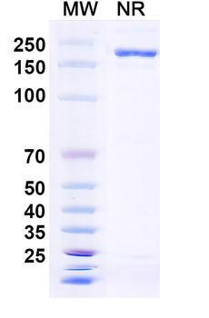 TNFSF15/TL1A Human Monoclonal Antibody