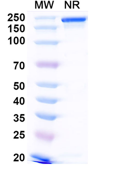 TNFSF15/TL1A Human Monoclonal Antibody