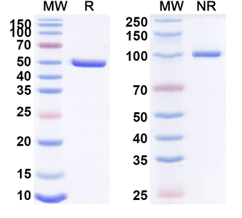 CD120a/TNFRSF1A/TNFR1 Human Monoclonal Antibody