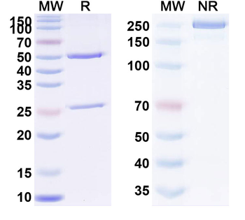 TNFa/TNF-alpha Human Monoclonal Antibody