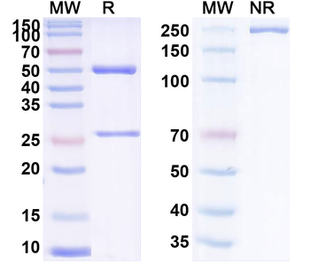 TNC Human Monoclonal Antibody
