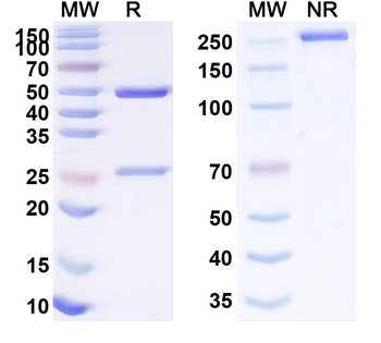 SLC44A4 Human Monoclonal Antibody