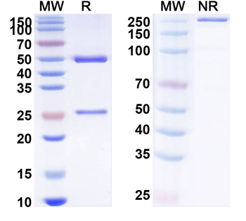 SARS-CoV-2 S Human Monoclonal Antibody