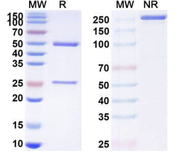 CCL5/RANTES Human Monoclonal Antibody
