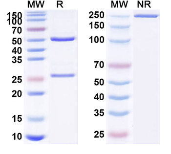 FOLH1/PSMA Human Monoclonal Antibody