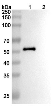 PODXL Human Monoclonal Antibody