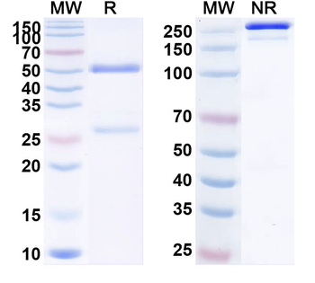 PCSK9 Human Monoclonal Antibody