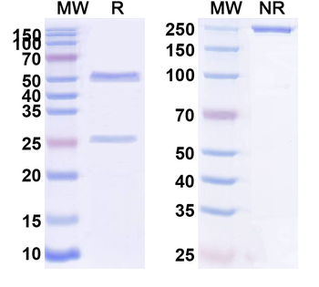 CDH3/P-cadherin Human Monoclonal Antibody