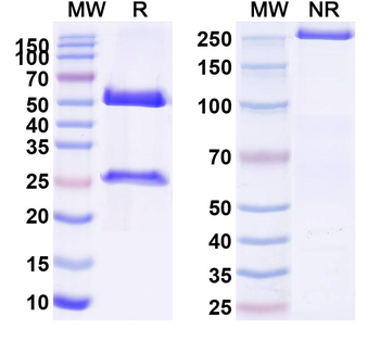 CDH3/P-cadherin Human Monoclonal Antibody