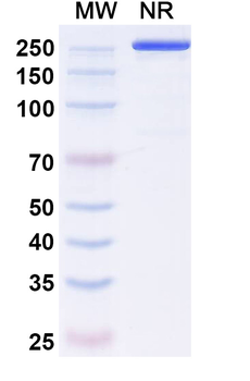MSLN/Mesothelin Human Monoclonal Antibody