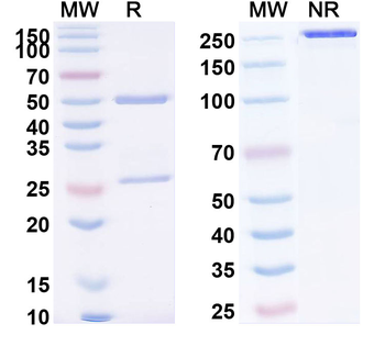 MSLN/Mesothelin Human Monoclonal Antibody