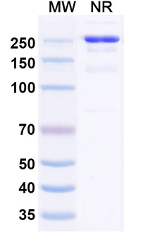 CLEC2D/OCIL/LLT1 Human Monoclonal Antibody