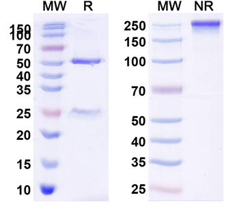 LIF Human Monoclonal Antibody