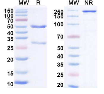 CD305/LAIR1 Human Monoclonal Antibody