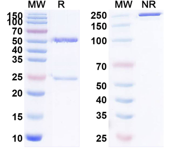 CD171/L1CAM Human Monoclonal Antibody