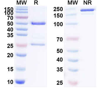 KAAG1 Human Monoclonal Antibody