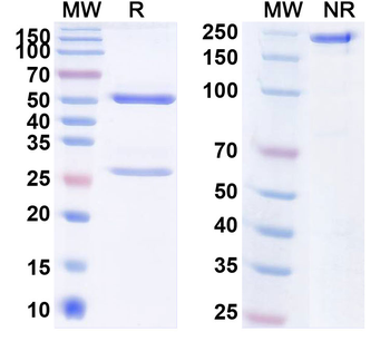 KAAG1 Human Monoclonal Antibody