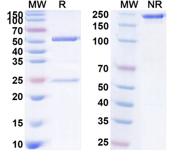 IL6 Human Monoclonal Antibody