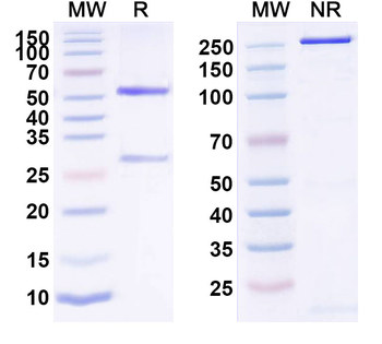 CD124/IL4R/IL-4Rα Human Monoclonal Antibody