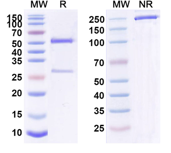 CD124/IL4R/IL-4Rα Human Monoclonal Antibody