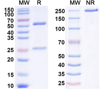 IL2 Human Monoclonal Antibody