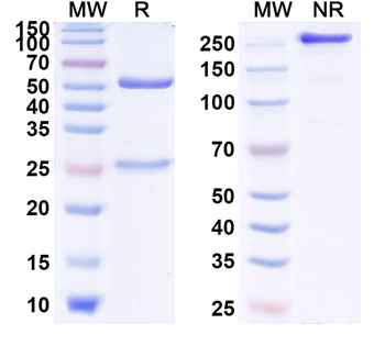 IL13 Human Monoclonal Antibody