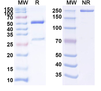 IFNAR1 Human Monoclonal Antibody
