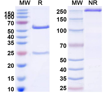 ERBB3/HER3 Human Monoclonal Antibody