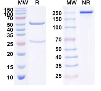 ERBB3/HER3 Human Monoclonal Antibody