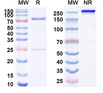 CD340/ERBB2/HER2/NEU Human Monoclonal Antibody