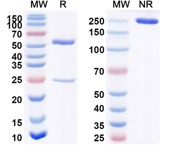 GP88/GRN Human Monoclonal Antibody