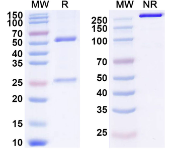 GPC3/Glypican 3 Human Monoclonal Antibody