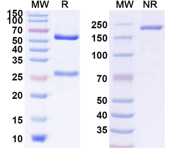GUCY2C/GCC Human Monoclonal Antibody