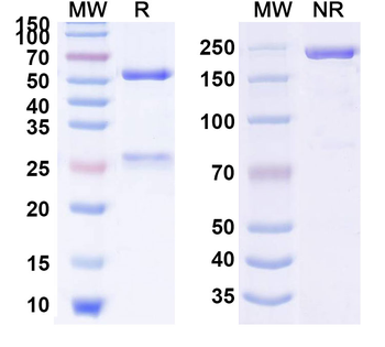 SARS-CoV-2 NTD Human Monoclonal Antibody