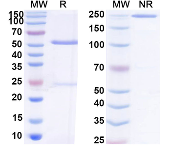 SARS-CoV-2 S2 Human Monoclonal Antibody