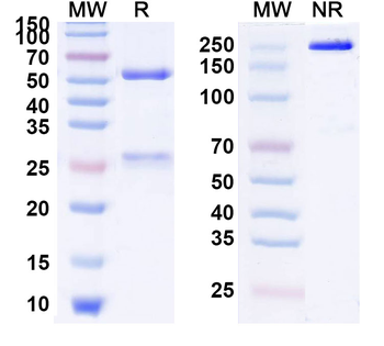 Activated Protein C (APC) Human Monoclonal Antibody