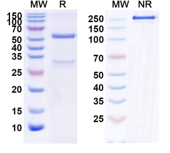 Lirentelimab Human Monoclonal Antibody