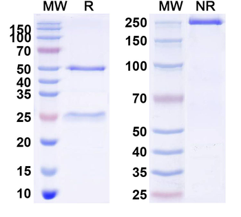 SNCA Human Monoclonal Antibody