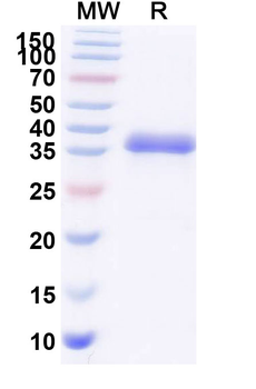 Blisibimod Human Monoclonal Antibody