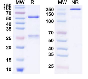 CD279/PDCD1/PD1 & IL2 Human Monoclonal Antibody