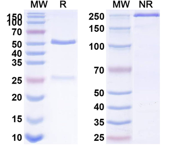 IL15 Human Monoclonal Antibody