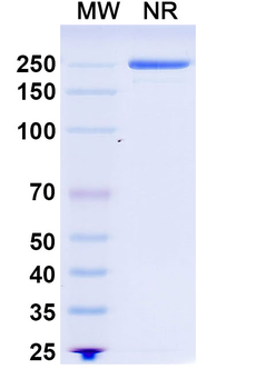 Rituximab Chimeric Monoclonal Antibody