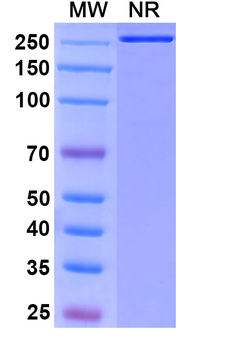 Vibostolimab Human Monoclonal Antibody